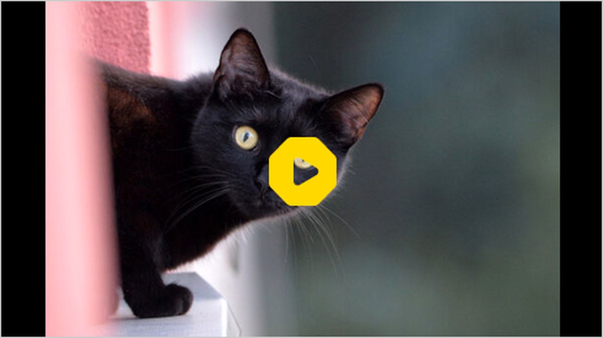 ببینید: سیلی محکم گربه به مهمان برنامه تلویزیونی در پخش زنده!