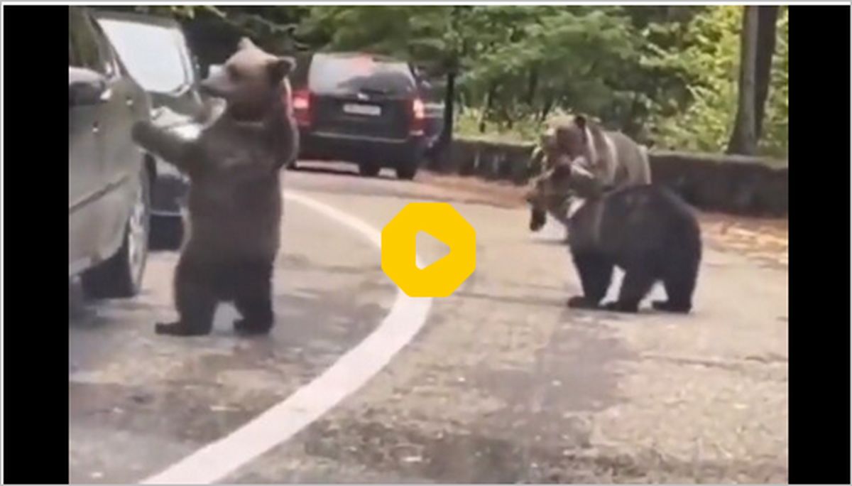 ببینید: احوال‌پرسی جالب یک خرس با راننده ماشین!