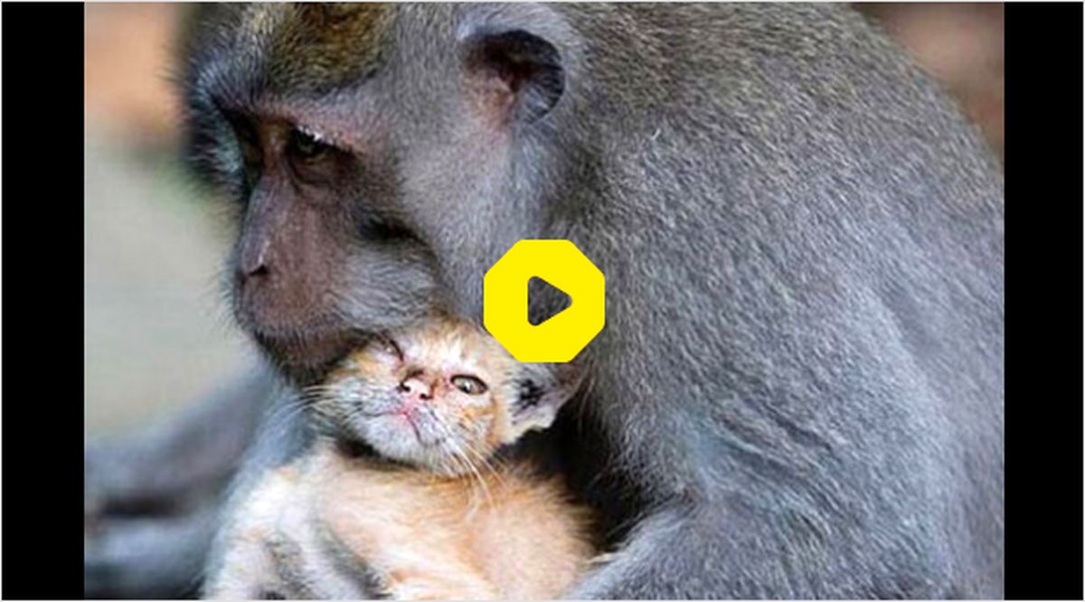 ببینید: تلاش عجیب یک میمون برای نجات بچه گربه!