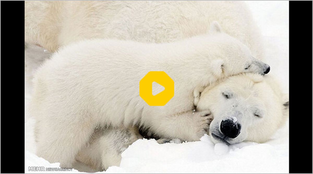 ببینید: لحظاتی تماشایی از بازی خرس قطبی با فرزندش